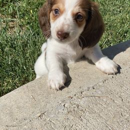 Dachshund Puppies from Kelly's Doxies