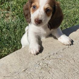 Dachshund Puppies from Kelly's Doxies