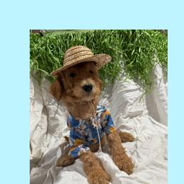Akc Standard poodle Flounder - Apricot male Poodle puppy in Harrisburg, Arkansas from Ransone’s Ridge Runners Poodles and Doodles
