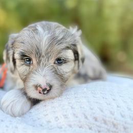 Pumpkin - Orange Collar - Merle male Bernedoodle puppy in Highland, Utah from Angel Pups Deluxe