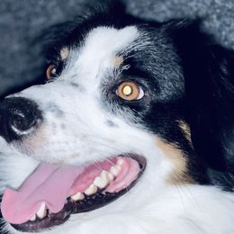 Aussiedoodles and Australian Shepherds from Young Gun Aussies