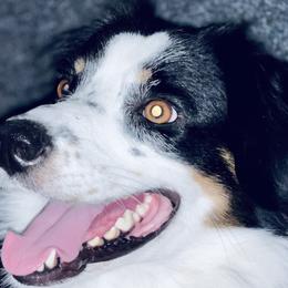 Aussiedoodles and Australian Shepherds from Young Gun Aussies