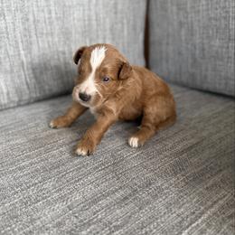 Boy 2 - Red male Bernedoodle puppy in Spring Hill, Florida from Ohana Doodles x Frenchies