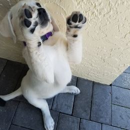 Labrador Retriever Puppies from Lady M Labradors