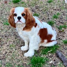 Armand - Blenheim male Cavalier King Charles Spaniel puppy in Diberville, Mississippi from Sophie’s AKC Cavaliers
