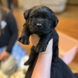 Prancer - Black male Labrador Retriever puppy in Lenoir, North Carolina from Wooten Retrievers