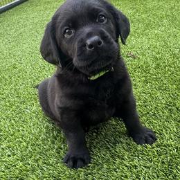 Brooke - Labrador Retriever