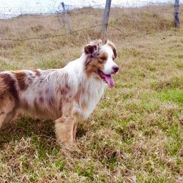 Australian Shepherd and Pembroke Welsh Corgi All Grown Up from Morehead Family Dogs