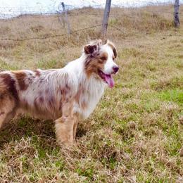 Australian Shepherd and Pembroke Welsh Corgi All Grown Up from Morehead Family Dogs