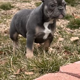French Bulldogs from Blue Ice Frenchies