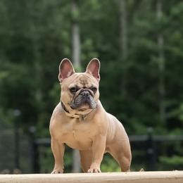 Effie - French Bulldog