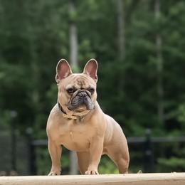 Effie - French Bulldog