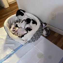Dachshund Puppies from Hursh’s Hounds