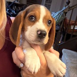 Ranger (green) - Black tan and white male Beagle puppy in Norco, California from Prairie Tail Beagles