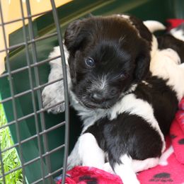 Schapendoes Puppies from Dream Star Schapendoes