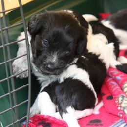 Schapendoes Puppies from Dream Star Schapendoes