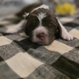 Morgan Freeman - Liver white and tan male English Springer Spaniel puppy in Cookeville, Tennessee from Krossroads Kennel