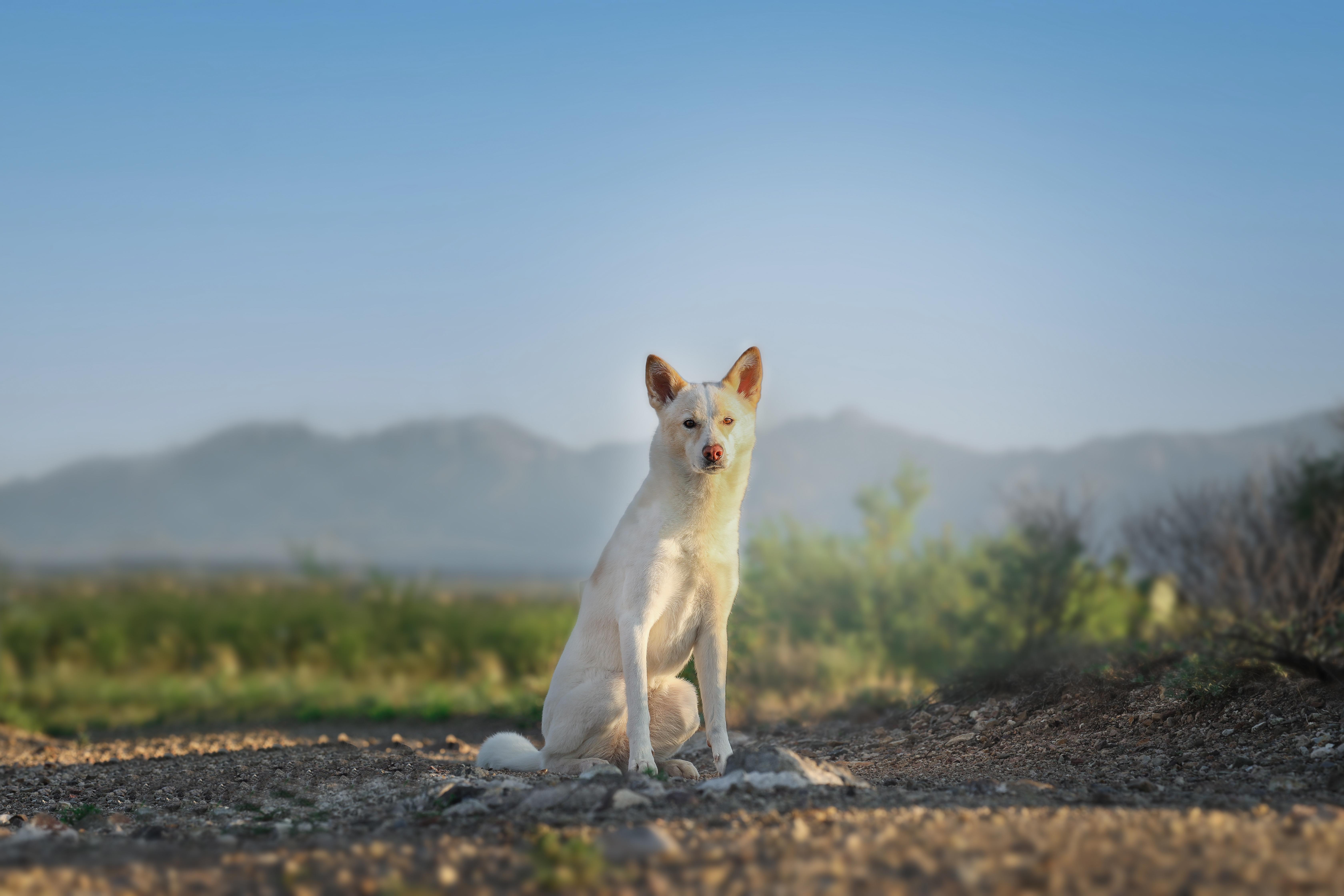 Kol Tuv Canaan Dogs in Arizona | Canaan Dog puppies | Good Dog
