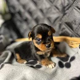 AKC Colby - Parti male Yorkshire Terrier puppy in Elgin, South Carolina from Silver Bells Paw Prints