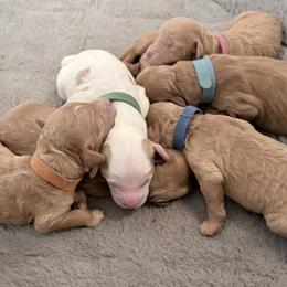 Blue Cosmo - Apricot male Goldendoodle puppy in Cincinnati, Ohio from KSchott Kennels