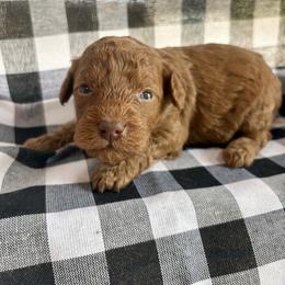 Honey - Red  female Poodle puppy in Utica, Ohio from Poodle Me Crazy