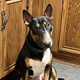 Odin - Bull Terrier