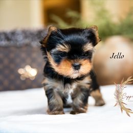 Jello - Black and tan male Yorkshire Terrier puppy in Marmaduke, Arkansas from Copper Ridge Yorkies