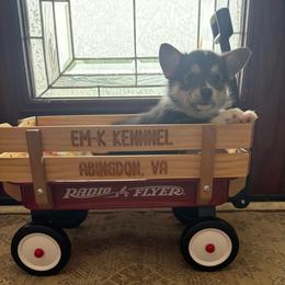 Light blue - Black and tan female Pembroke Welsh Corgi puppy in Abingdon, Virginia from Em-K Kennels