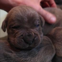 Boy 5 - Gray male Cane Corso puppy in Nashville, Tennessee from Prestigious K9