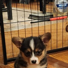 Black tri girl 6 - Black and tan female American Corgi puppy in Hampton, Tennessee from TC Farms Stock Dogs - Miniature Australian Shepherds