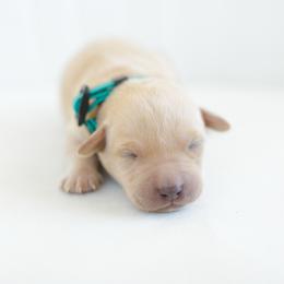 Haze - Yellow male Labrador Retriever puppy in Allons, Tennessee from UC Labradors LLC