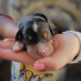 Bernedoodle and Sheepadoodle Puppies from Texas Hill Country Sheepadoodles & Bernedoodles