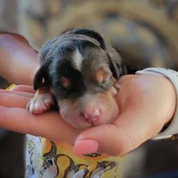 Bernedoodle and Sheepadoodle Puppies from Texas Hill Country Sheepadoodles & Bernedoodles