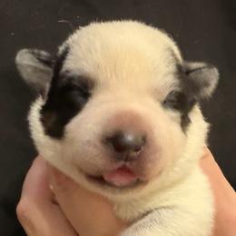 -Girl 4 - Blue female Australian Cattle Dog puppy in Kaufman, Texas from Emberwick Ranch