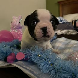 Boston Terrier Puppies from Palmetto Bostons