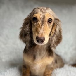 Xena - Dachshund
