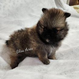 Carolina - Red sable female Pomeranian puppy in Ponca City, Oklahoma from Bliss Acres Farm