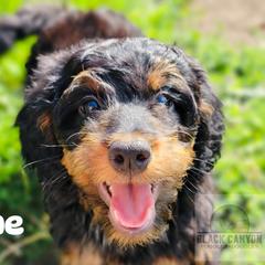 Boy 2 - Phantom Double Doodle puppy in Prineville, Oregon from Black Canyon Doodles
