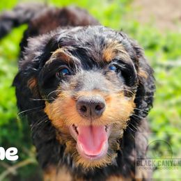 Boy 2 - Phantom Double Doodle puppy in Prineville, Oregon from Black Canyon Doodles
