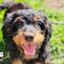 Boy 2 - Phantom Double Doodle puppy in Prineville, Oregon from Black Canyon Doodles