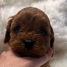 Sienna - Red female Cavapoo puppy in Fairmont, West Virginia from Robin Nelson