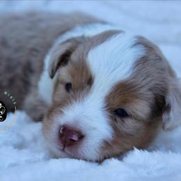 Miss Scarlett - Red merle female Toy Australian Shepherd puppy in Lowgap, North Carolina from Ramblin’ Rose Mini's