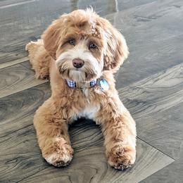 Cricket - Australian Labradoodle