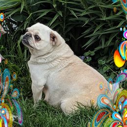 Katana - Pug