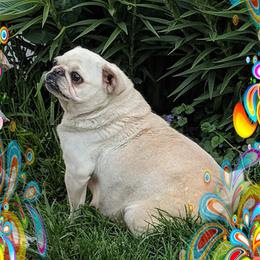 Katana - Pug