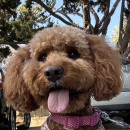 Ginger - Goldendoodle