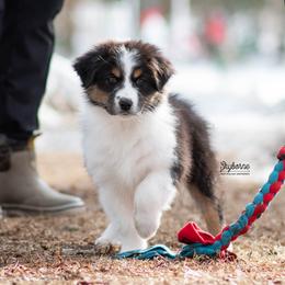 Shimmer - Black tri-color female Australian Shepherd puppy in Woodford, Virginia from Skyborne Australian Shepherds