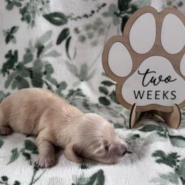 Peter Rabbit - Cream male Dachshund puppy in Dothan, Alabama from Little House Pups