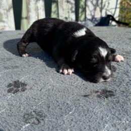 Crunch - Black tri-color male Australian Shepherd puppy in Laotto, Indiana from Circle B working Aussies