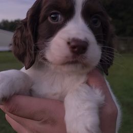 JELLYROLL - Liver and white female English Springer Spaniel puppy in Florida from Thunderbird Springers